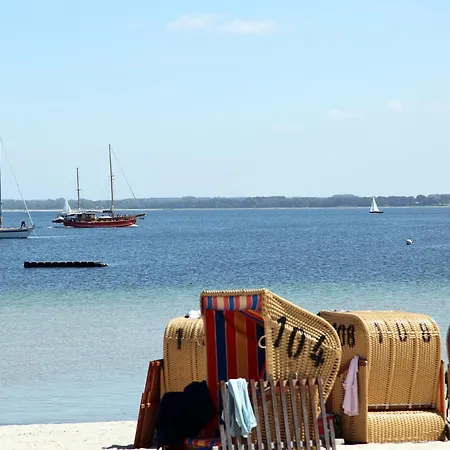 Goldsprotte * Eckernförde